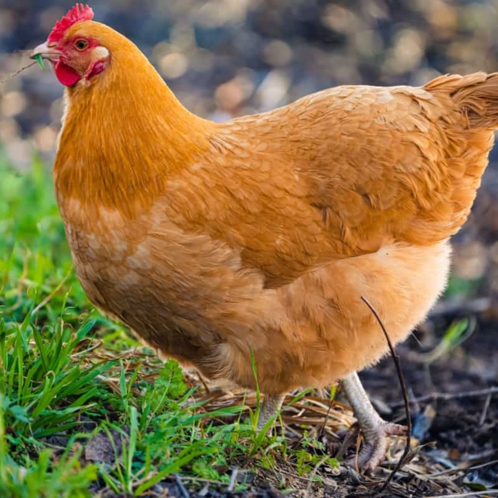 poultry poultry seasoning poultry recalled brucepac meat recall live poultry near me ideal poultry poultry and poultry seasoning recipe bello poultry market hatchery poultry milo's poultry farms eggs poultry near me what is poultry homemade poultry seasoning