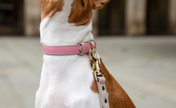 Airtag for Dog Collar: Ultimate Guide to Pet Safety and Tracking