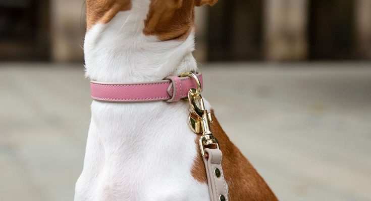 Airtag for Dog Collar: Ultimate Guide to Pet Safety and Tracking