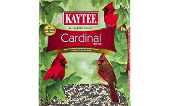 Best Bird Food for Cardinals