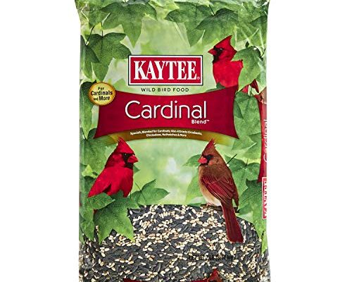 Best Bird Food for Cardinals