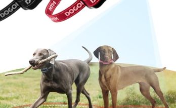 Gps Fence Dog Collar